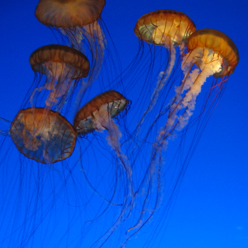 012_Monterey_Aquarium.jpg